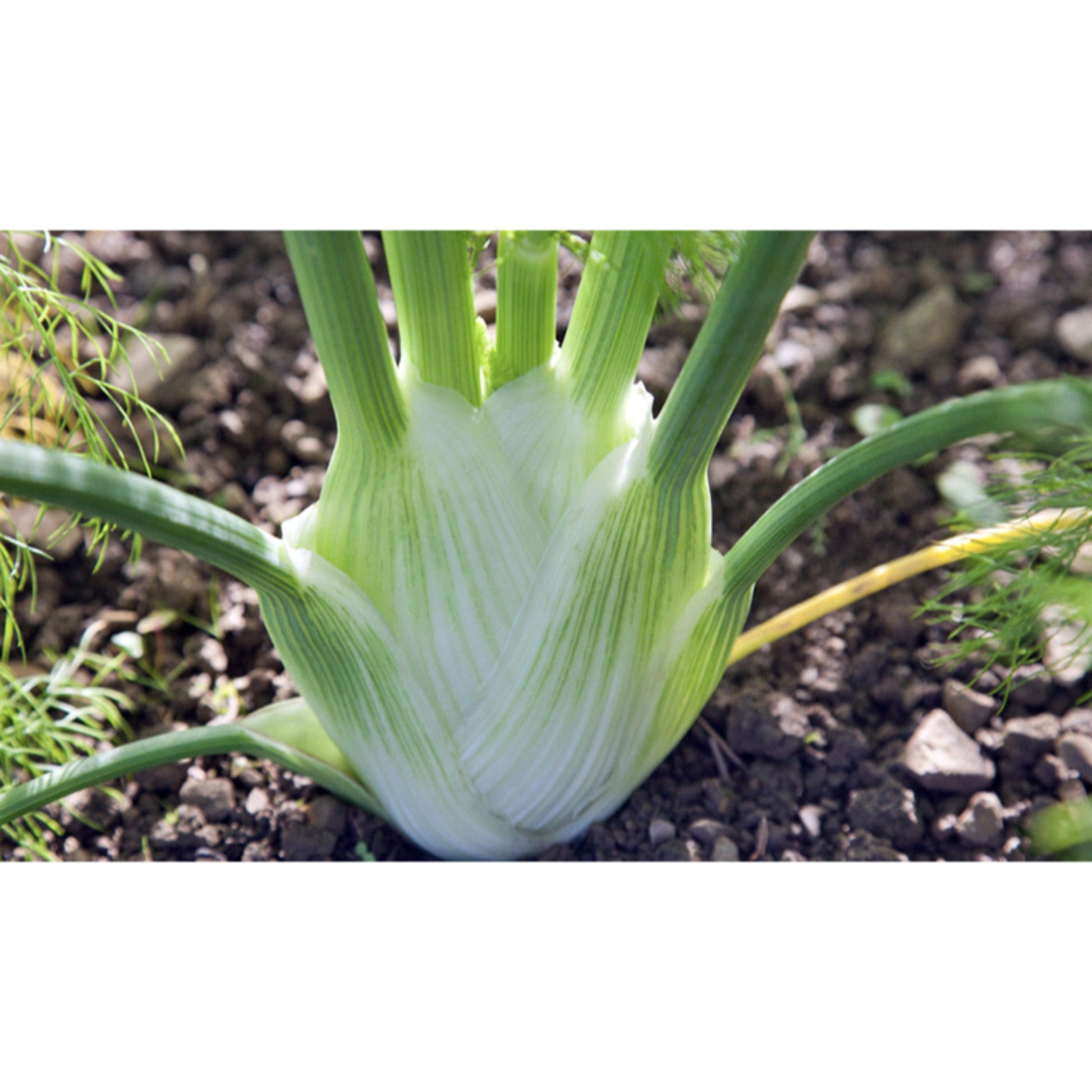 FLORENCE FENNEL; Finale